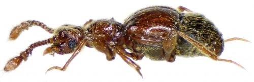 Batrisodes venustus